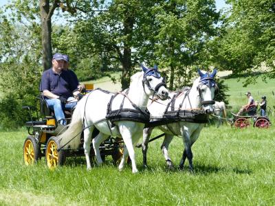 Foto des Albums: Fahrturnier Hilders 2019