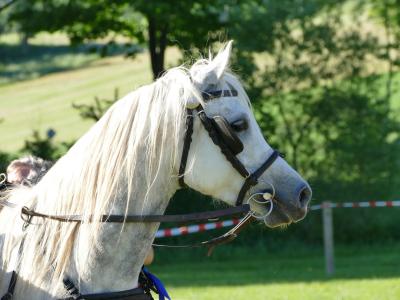 Foto des Albums: Fahrturnier Hilders 2019