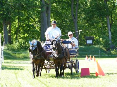 Foto des Albums: Fahrturnier Hilders 2019
