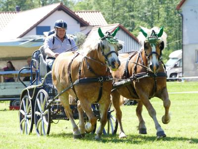 Foto des Albums: Fahrturnier Hilders 2019