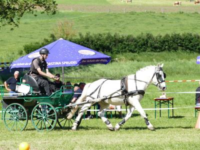Foto des Albums: Fahrturnier Hilders 2019