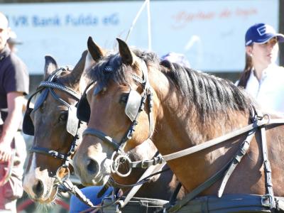 Foto des Albums: Fahrturnier Hilders 2019