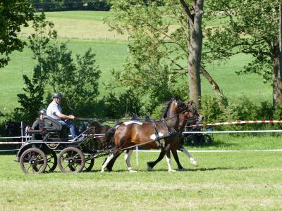 Foto des Albums: Fahrturnier Hilders 2019