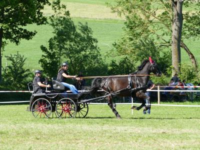 Foto des Albums: Fahrturnier Hilders 2019