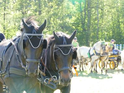 Foto des Albums: Fahrturnier Hilders 2019