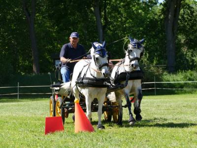 Foto des Albums: Fahrturnier Hilders 2019