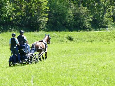Foto des Albums: Fahrturnier Hilders 2019