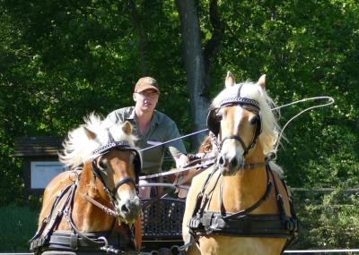 Foto des Albums: Fahrturnier Hilders 2019