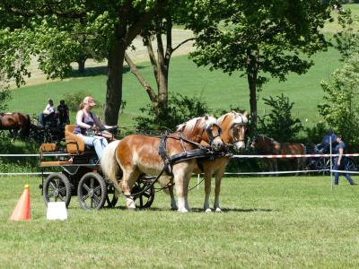 Foto des Albums: Fahrturnier Hilders 2019