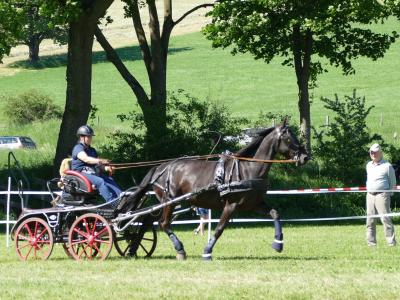 Foto des Albums: Fahrturnier Hilders 2019