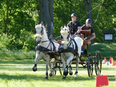 Foto des Albums: Fahrturnier Hilders 2019