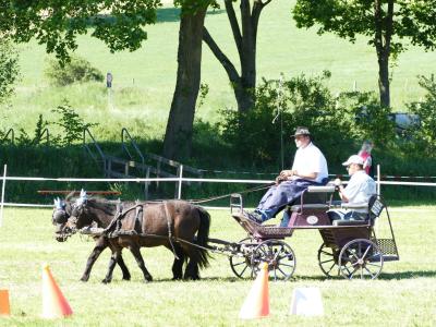Foto des Albums: Fahrturnier Hilders 2019