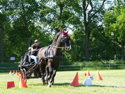 Foto des Albums: Fahrturnier Hilders 2019