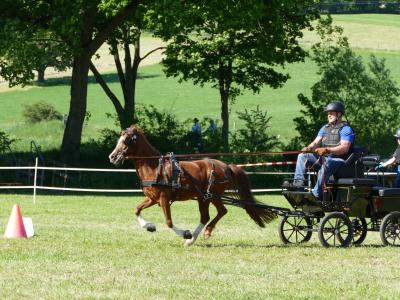 Foto des Albums: Fahrturnier Hilders 2019