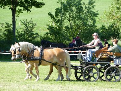 Foto des Albums: Fahrturnier Hilders 2019