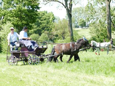 Foto des Albums: Fahrturnier Hilders 2019