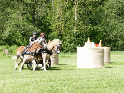 Foto des Albums: Fahrturnier Hilders 2019