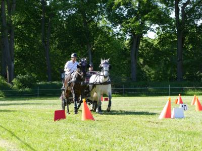 Foto des Albums: Fahrturnier Hilders 2019