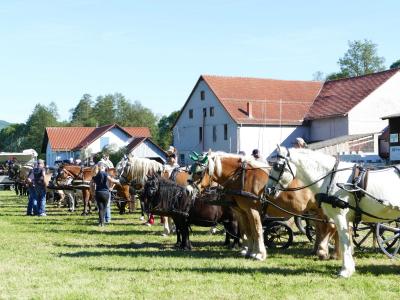 Foto des Albums: Fahrturnier Hilders 2019