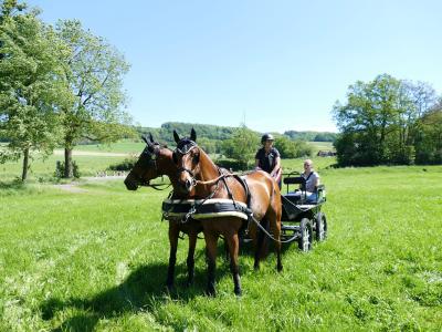 Foto des Albums: Fahrturnier Hilders 2019