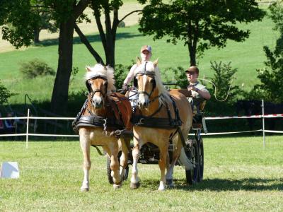 Foto des Albums: Fahrturnier Hilders 2019