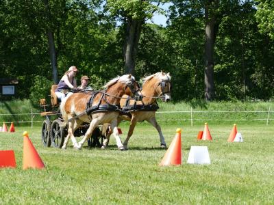 Foto des Albums: Fahrturnier Hilders 2019