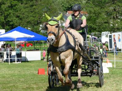 Foto des Albums: Fahrturnier Hilders 2019