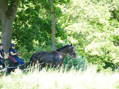 Foto des Albums: Fahrturnier Hilders 2019