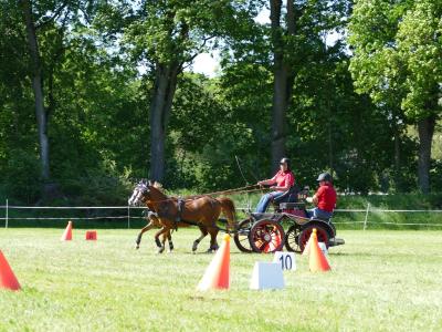 Foto des Albums: Fahrturnier Hilders 2019