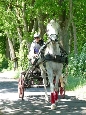 Foto des Albums: Fahrturnier Hilders 2019