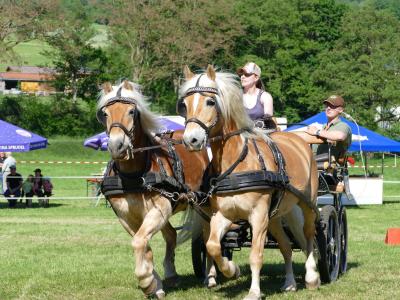 Foto des Albums: Fahrturnier Hilders 2019