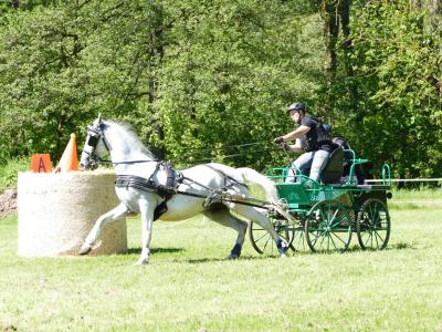 Foto des Albums: Fahrturnier Hilders 2019