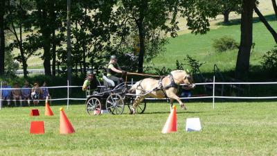 Foto des Albums: Fahrturnier Hilders 2019