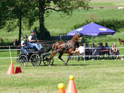 Foto des Albums: Fahrturnier Hilders 2019