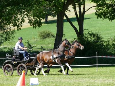 Foto des Albums: Fahrturnier Hilders 2019
