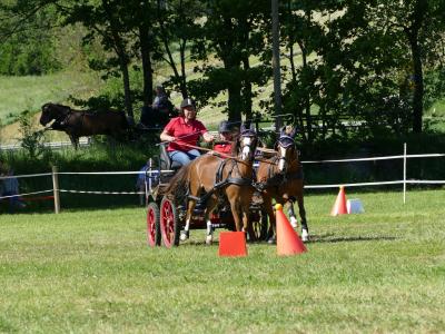 Foto des Albums: Fahrturnier Hilders 2019