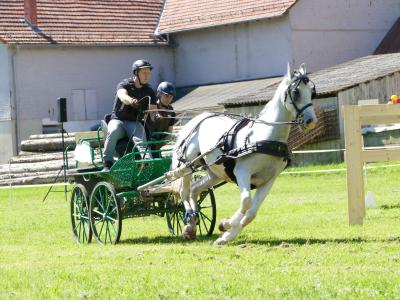 Foto des Albums: Fahrturnier Hilders 2019