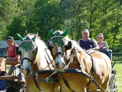 Foto des Albums: Fahrturnier Hilders 2019