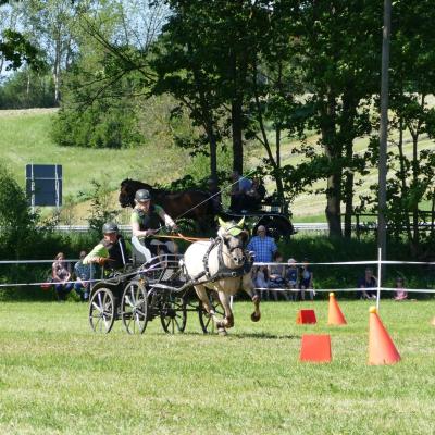 Foto des Albums: Fahrturnier Hilders 2019