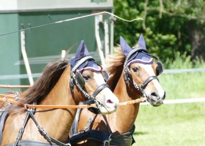 Foto des Albums: Fahrturnier Hilders 2019