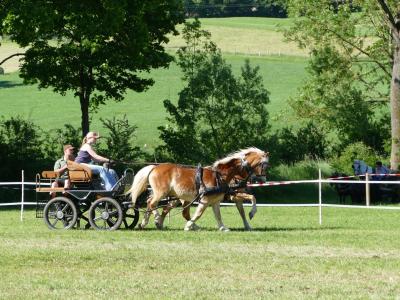 Foto des Albums: Fahrturnier Hilders 2019