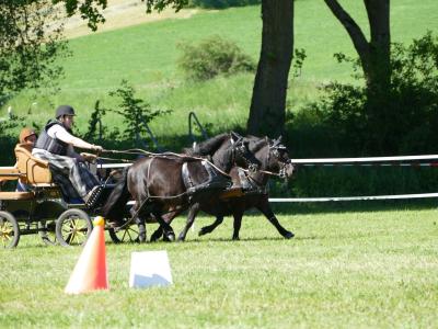 Foto des Albums: Fahrturnier Hilders 2019