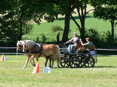 Foto des Albums: Fahrturnier Hilders 2019
