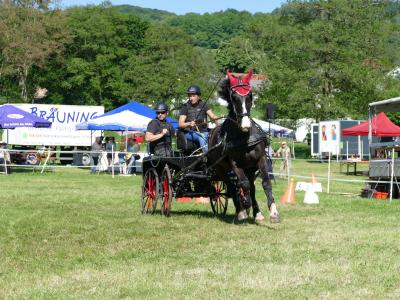 Foto des Albums: Fahrturnier Hilders 2019