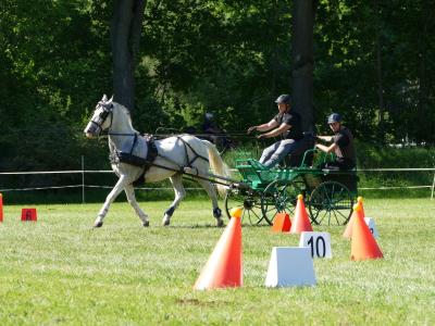 Foto des Albums: Fahrturnier Hilders 2019