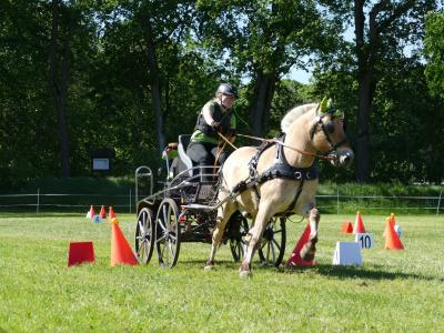 Foto des Albums: Fahrturnier Hilders 2019