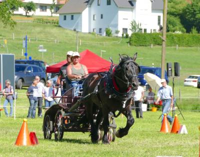 Foto des Albums: Fahrturnier Hilders 2017