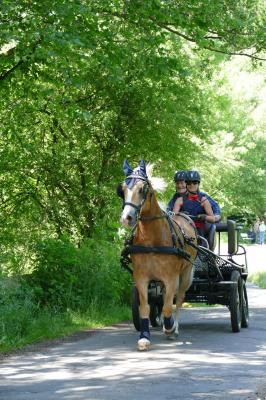 Foto des Albums: Fahrturnier Hilders 2017