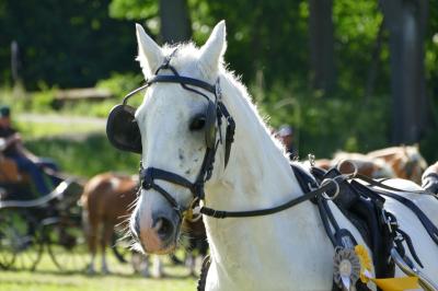 Foto des Albums: Fahrturnier Hilders 2017