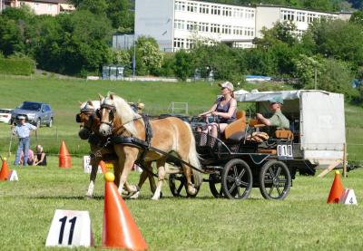 Foto des Albums: Fahrturnier Hilders 2017